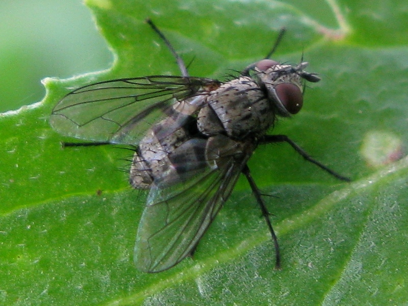 Meigenia sp. (Tachinidae)